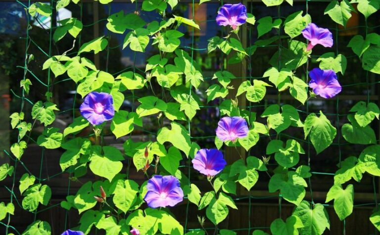 Plantas Trepadeiras